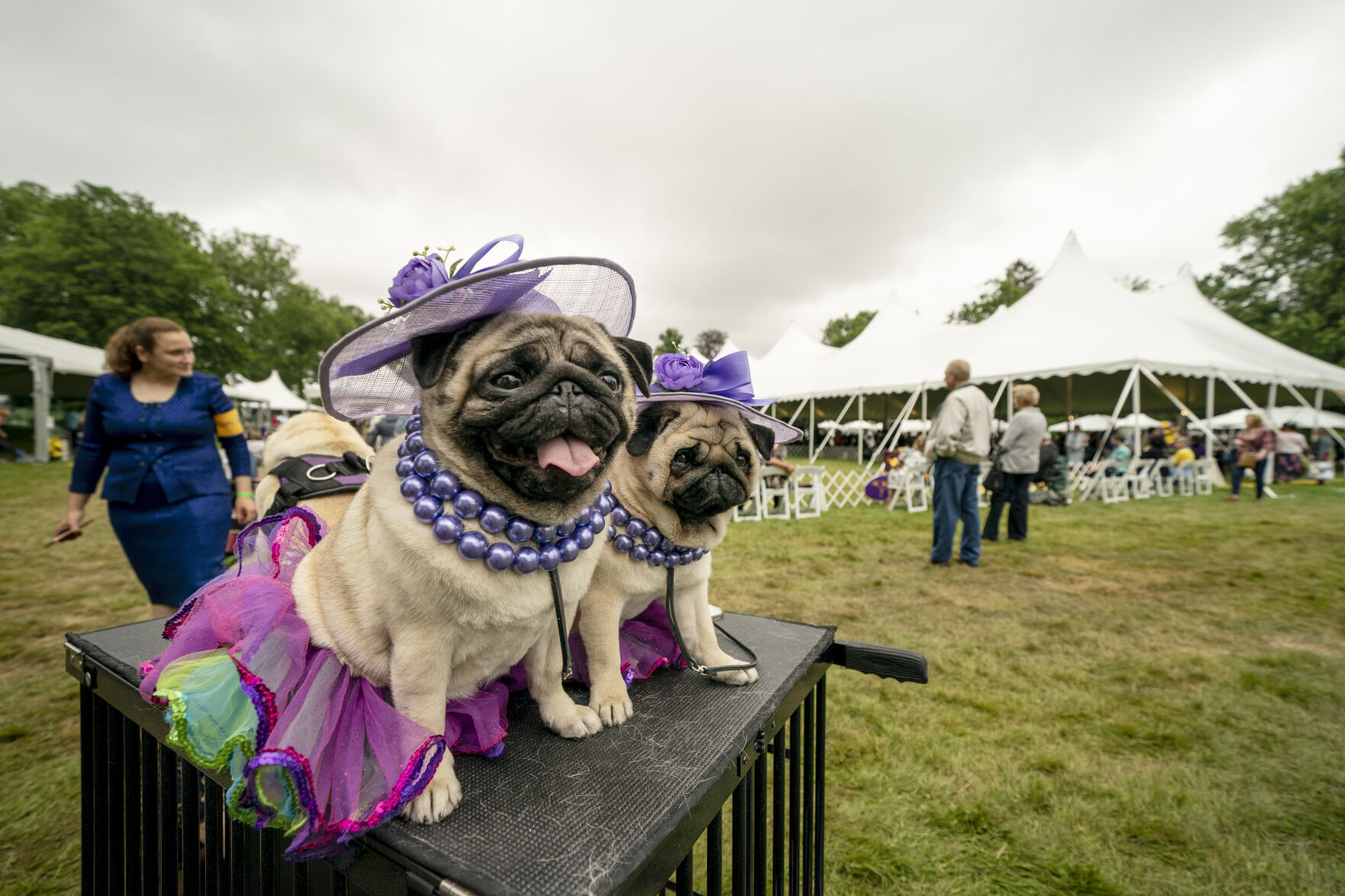 APTOPIX Westminster Dog Show